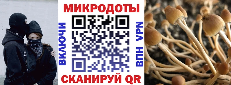 цена   Купино  Галлюциногенные грибы Cubensis 